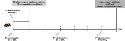 Acute Liver Toxicity Modifies Protein Expression of Glutamate Transporters in Liver and Cerebellar Tissue